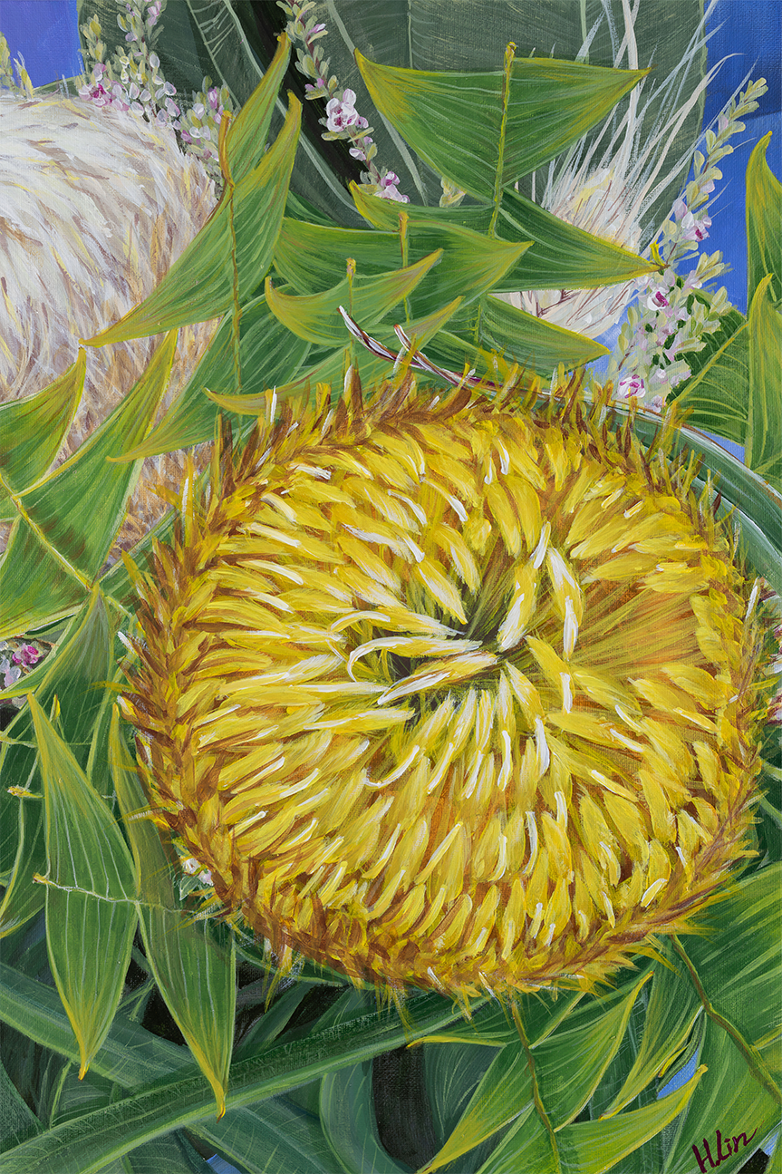 Banksia baxteri
