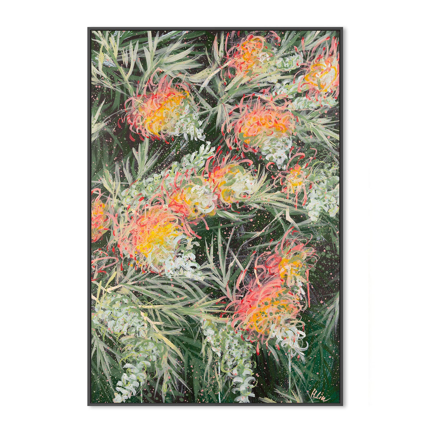 Grevillea Peaches and Cream