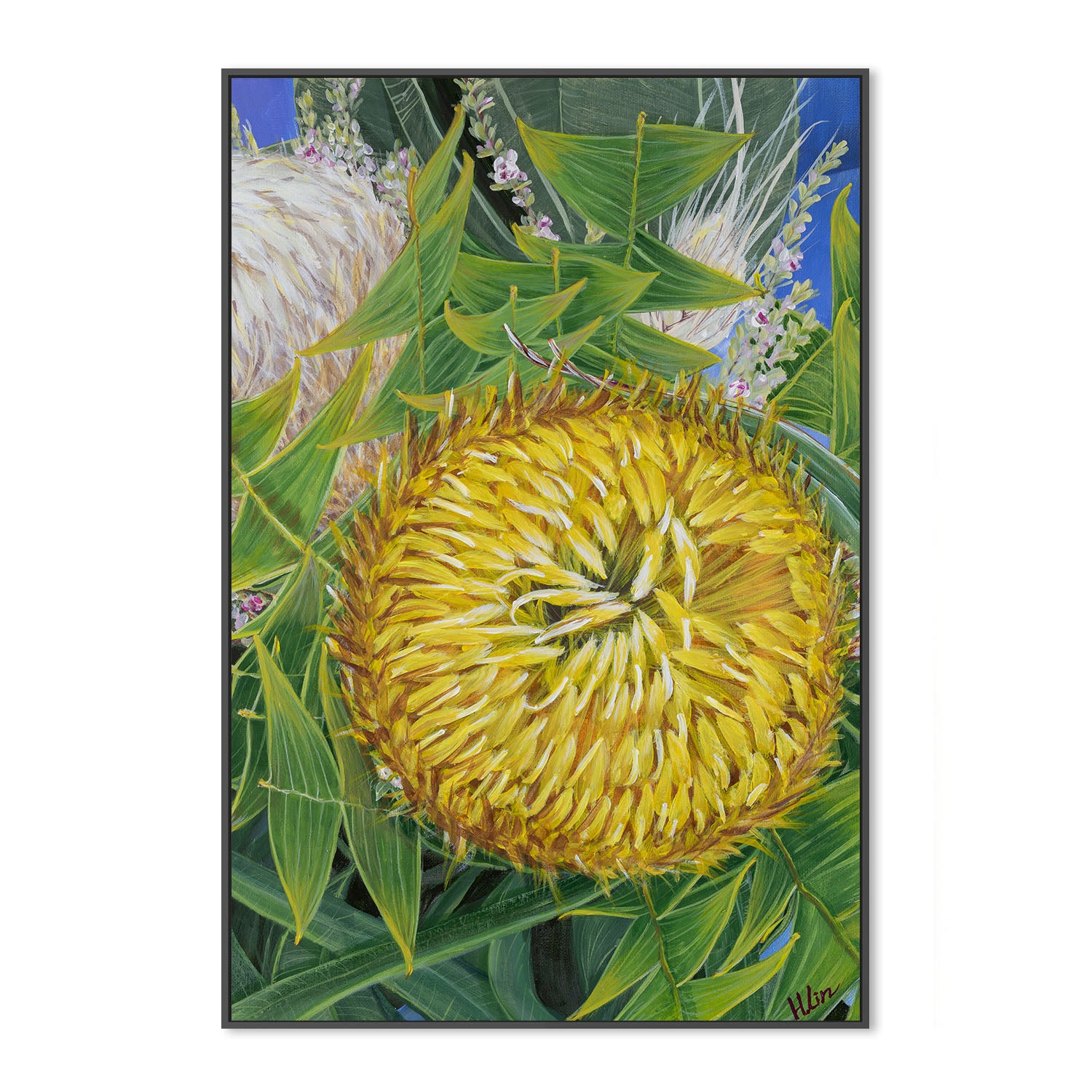 Banksia baxteri