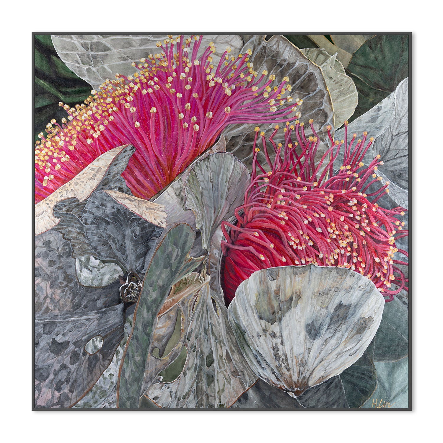 Eucalyptus Macrocarpa