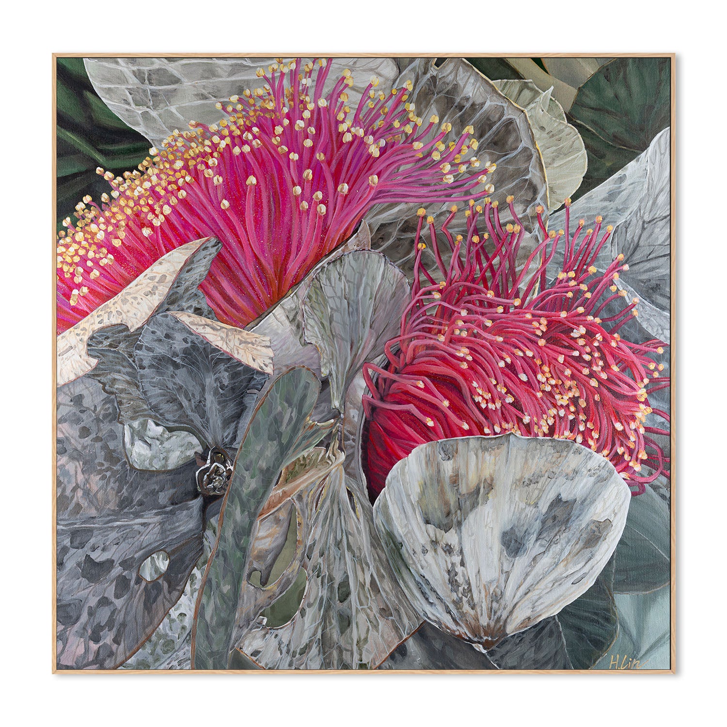 Eucalyptus Macrocarpa