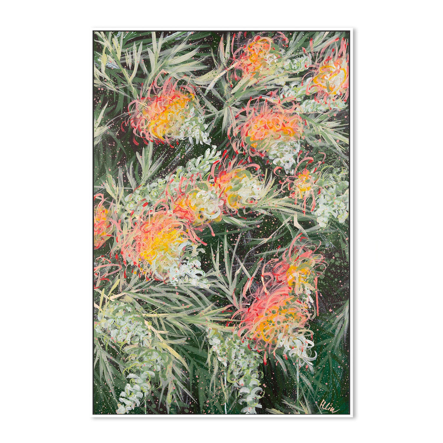 Grevillea Peaches and Cream