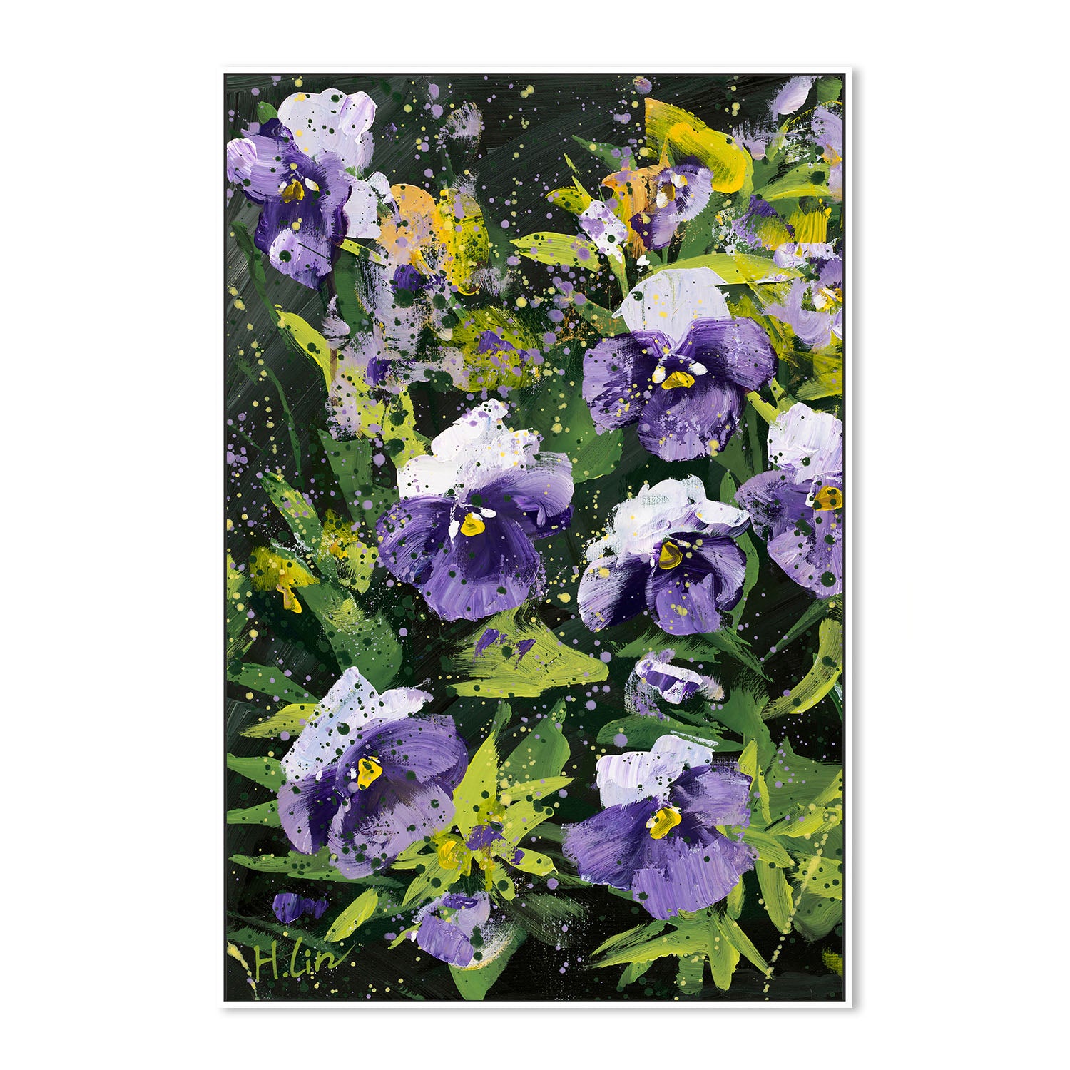 Pansies, Violas, Swiss Giant, Purple and White