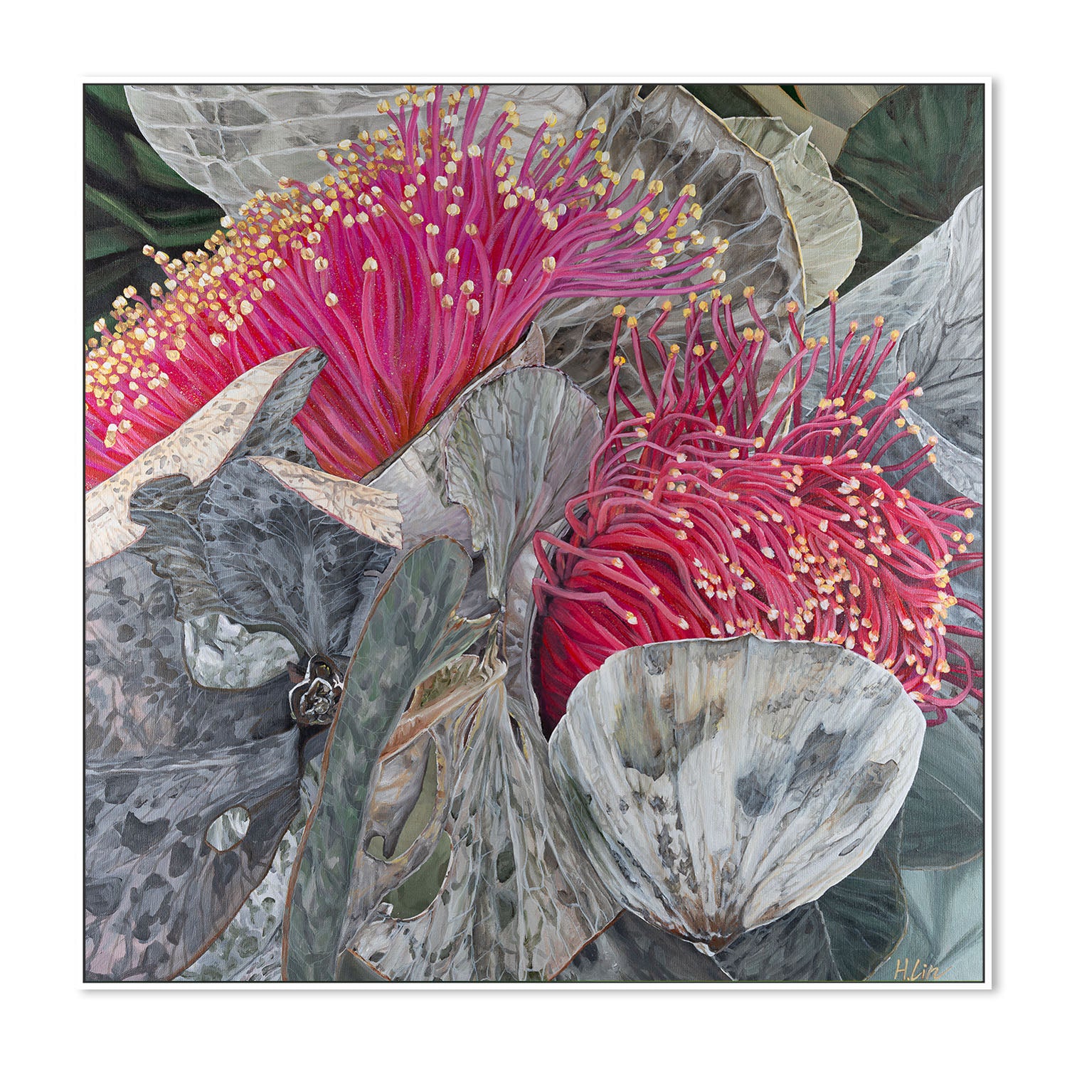 Eucalyptus Macrocarpa