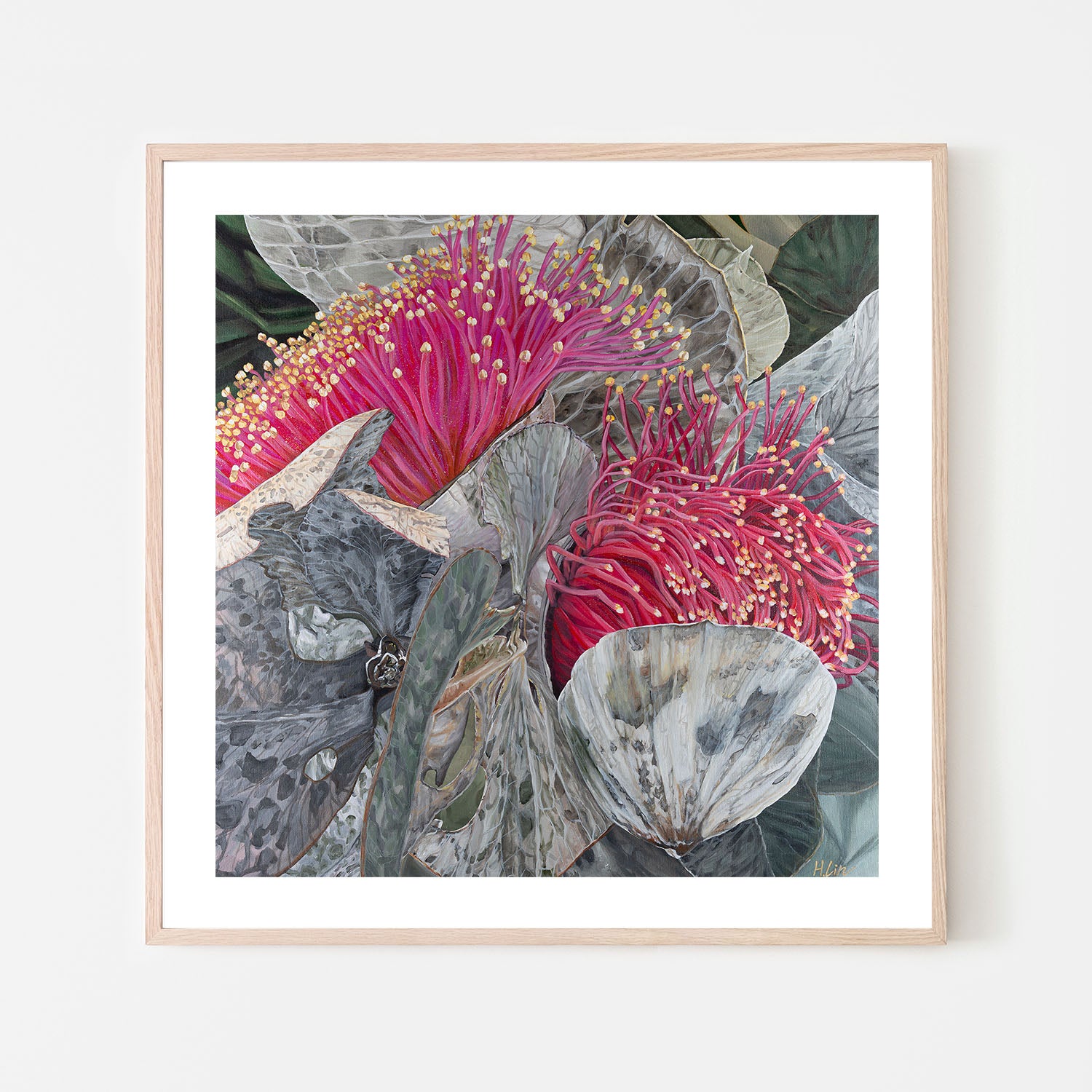Eucalyptus Macrocarpa