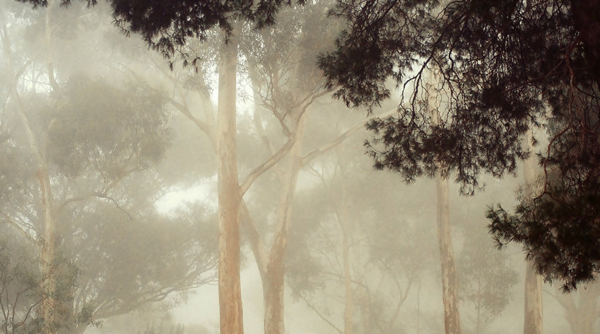 Gums at Pakapakanthi 5