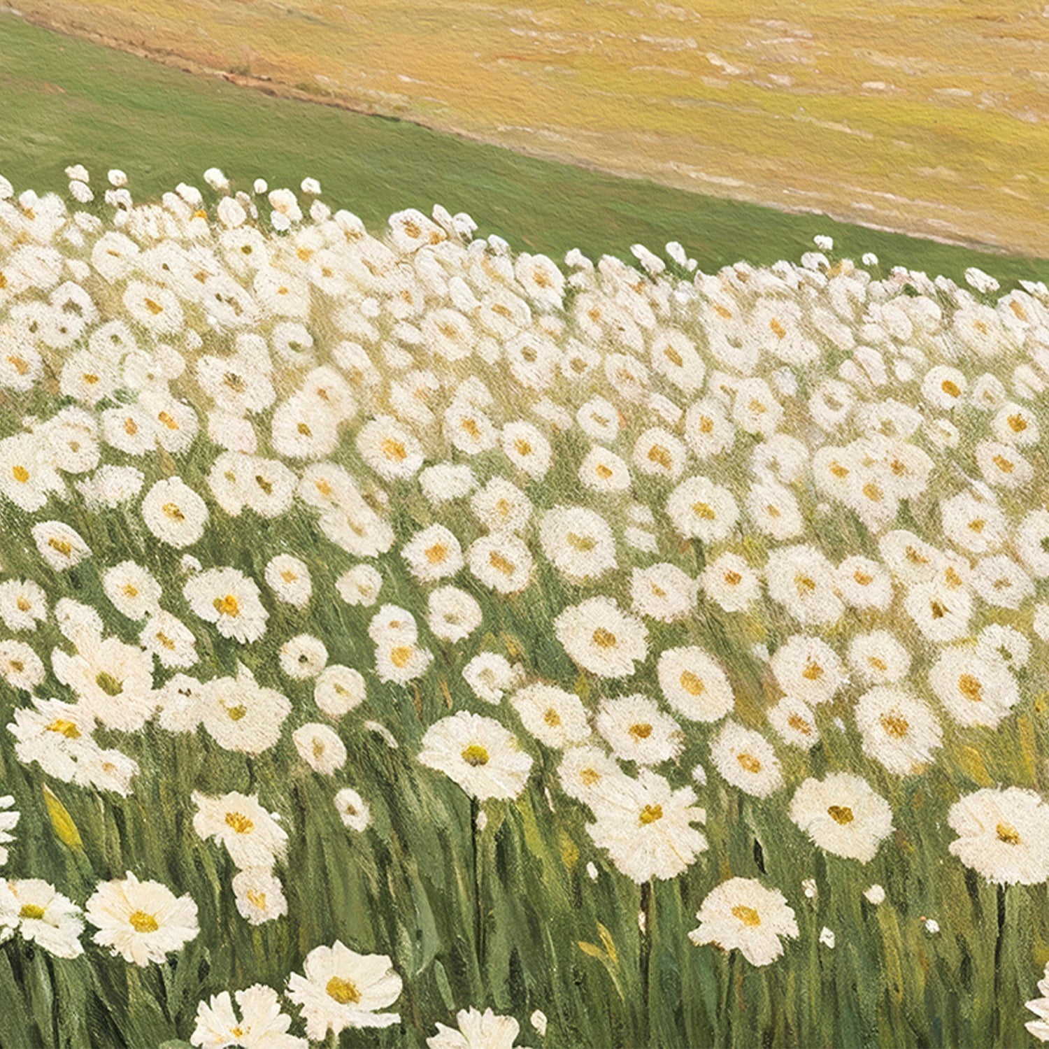 Daisy Field , By Lady Hana