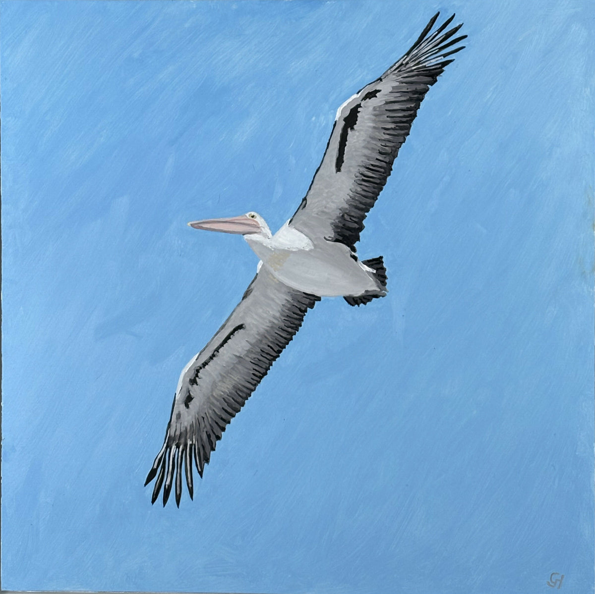 Pelican in Flight