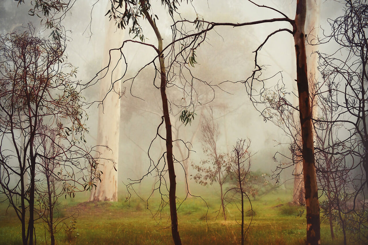 Gums at Pakapakanthi 4