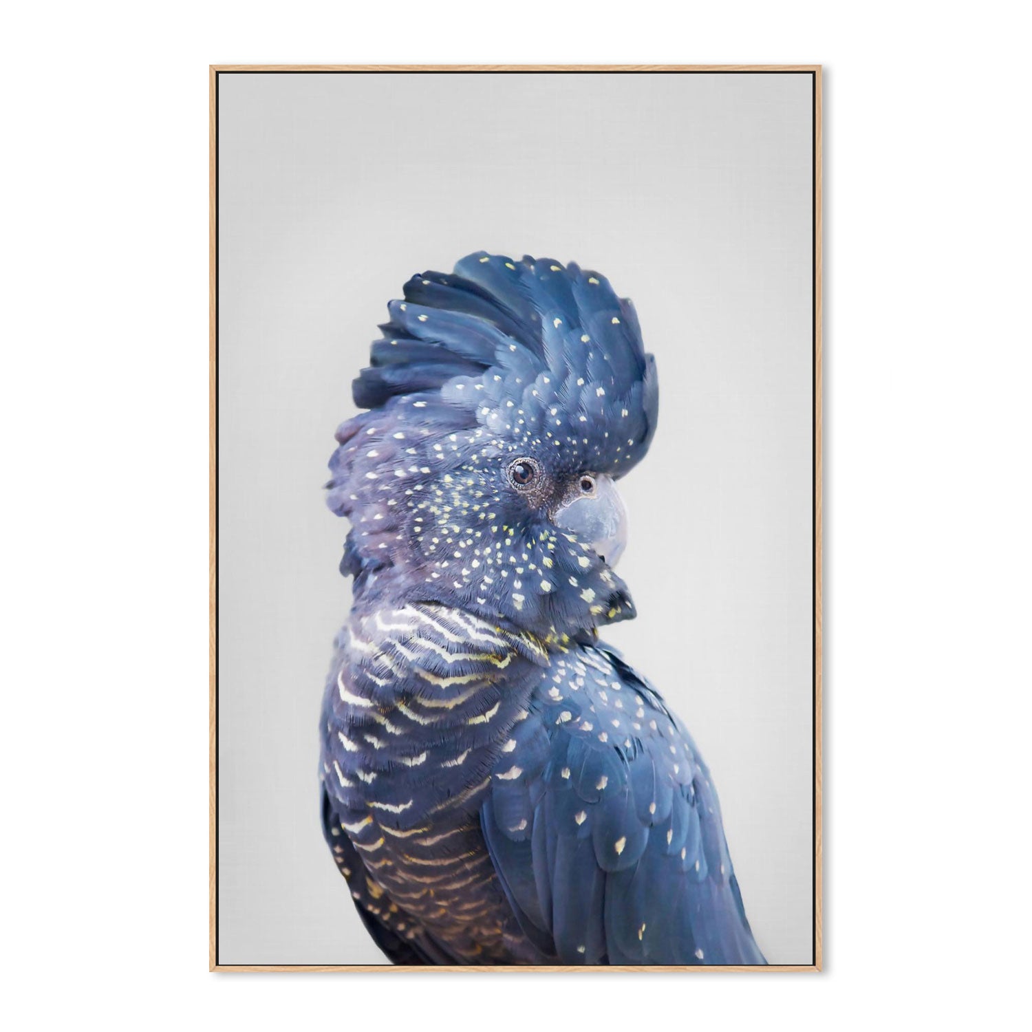Black Cockatoo