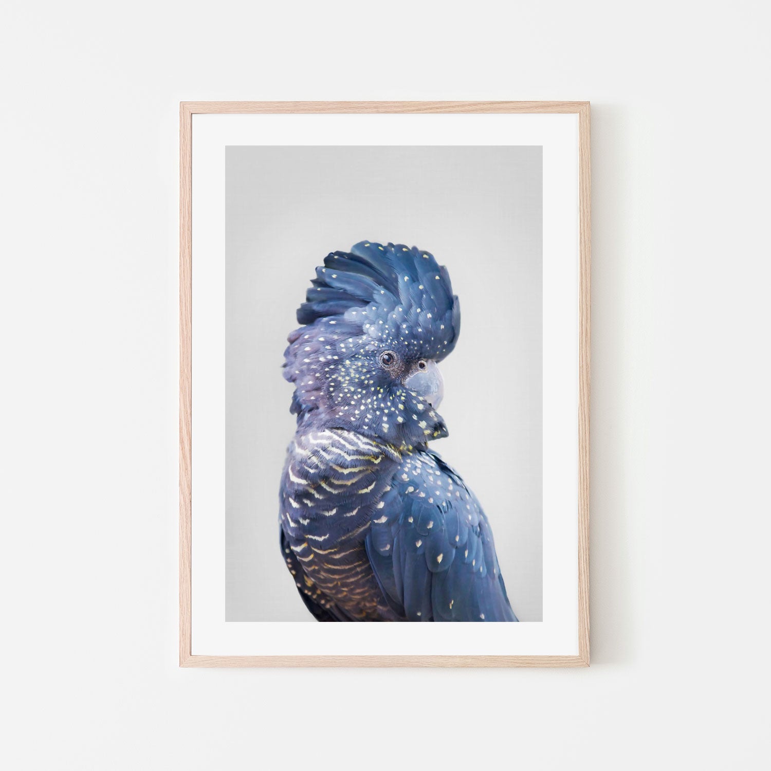 Black Cockatoo