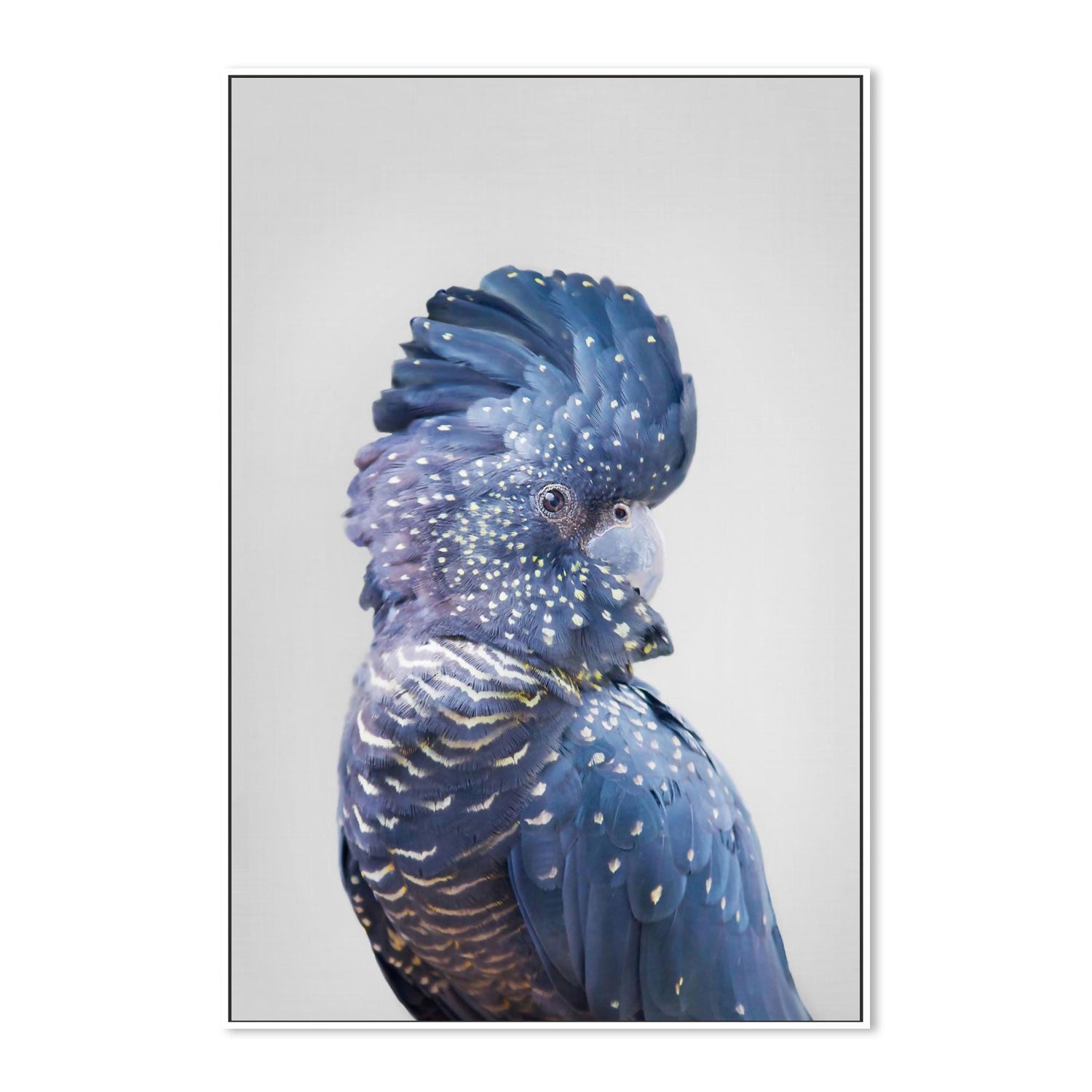 Black Cockatoo
