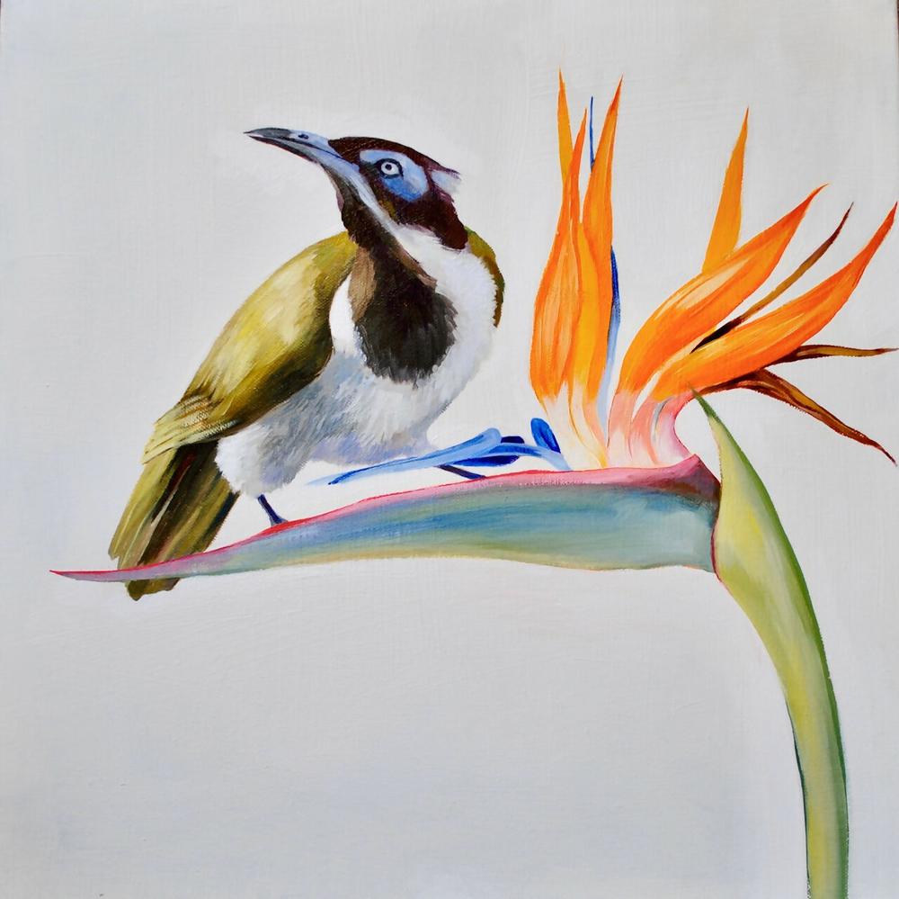 Blue Faced Honey Eater-by-Carol Forbes Croad Original Art-original art-Gioia