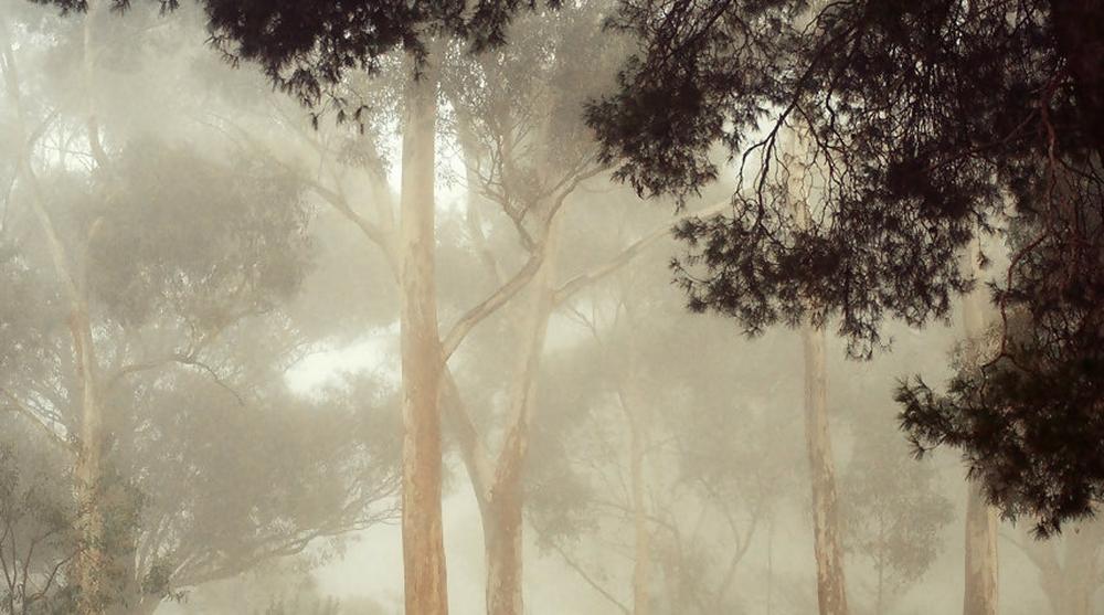 Gums at Pakapakanthi 5-by-Alex Frayne-original art-Gioia