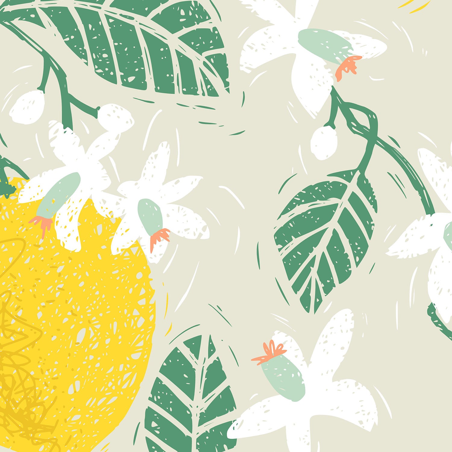 Lemon tree blossoms
