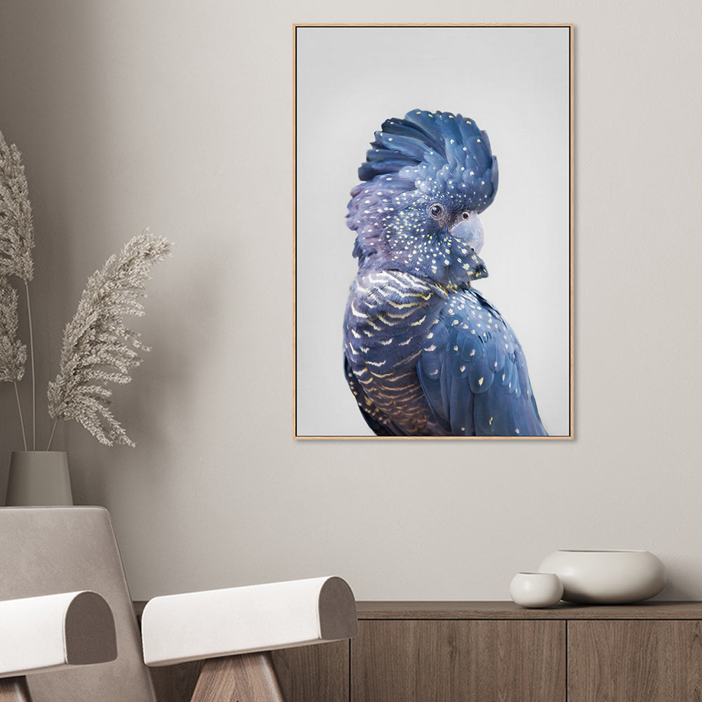 Black Cockatoo