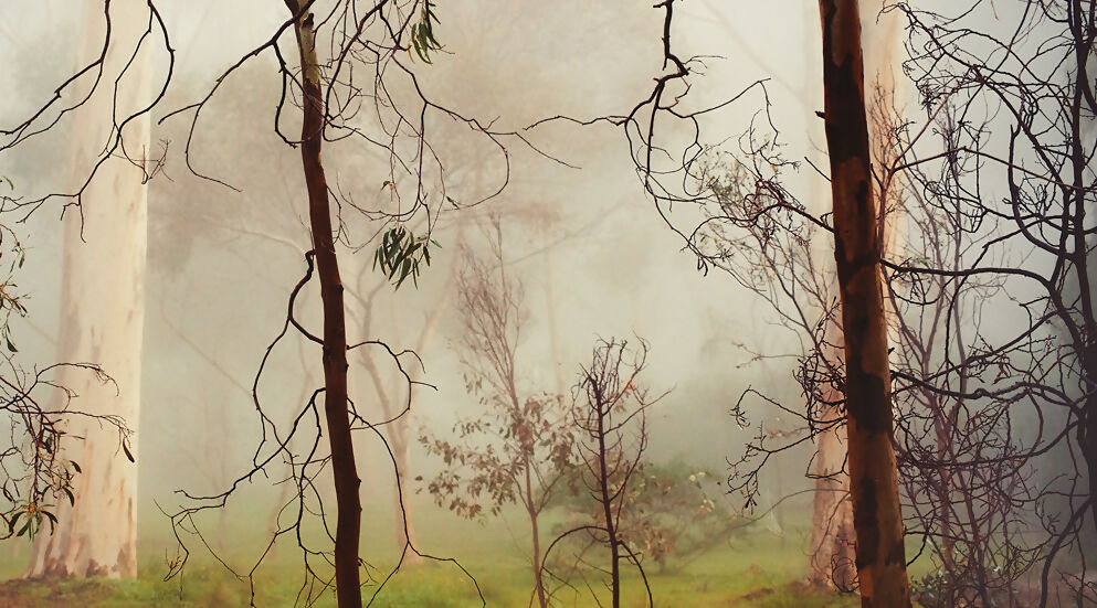Gums at Pakapakanthi 4