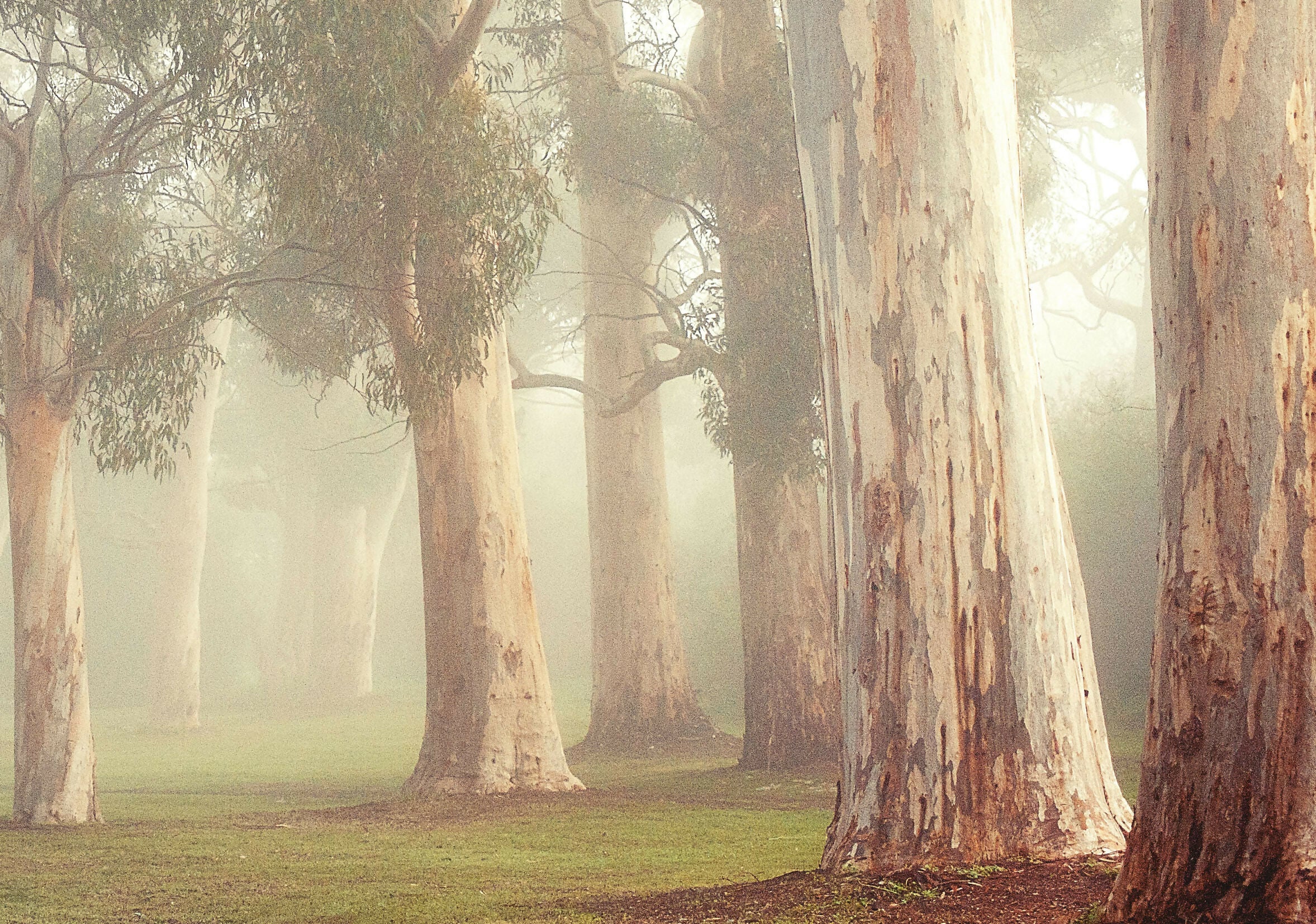 Gums at Pakapakanthi 3