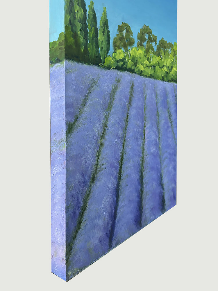 Lavandula II