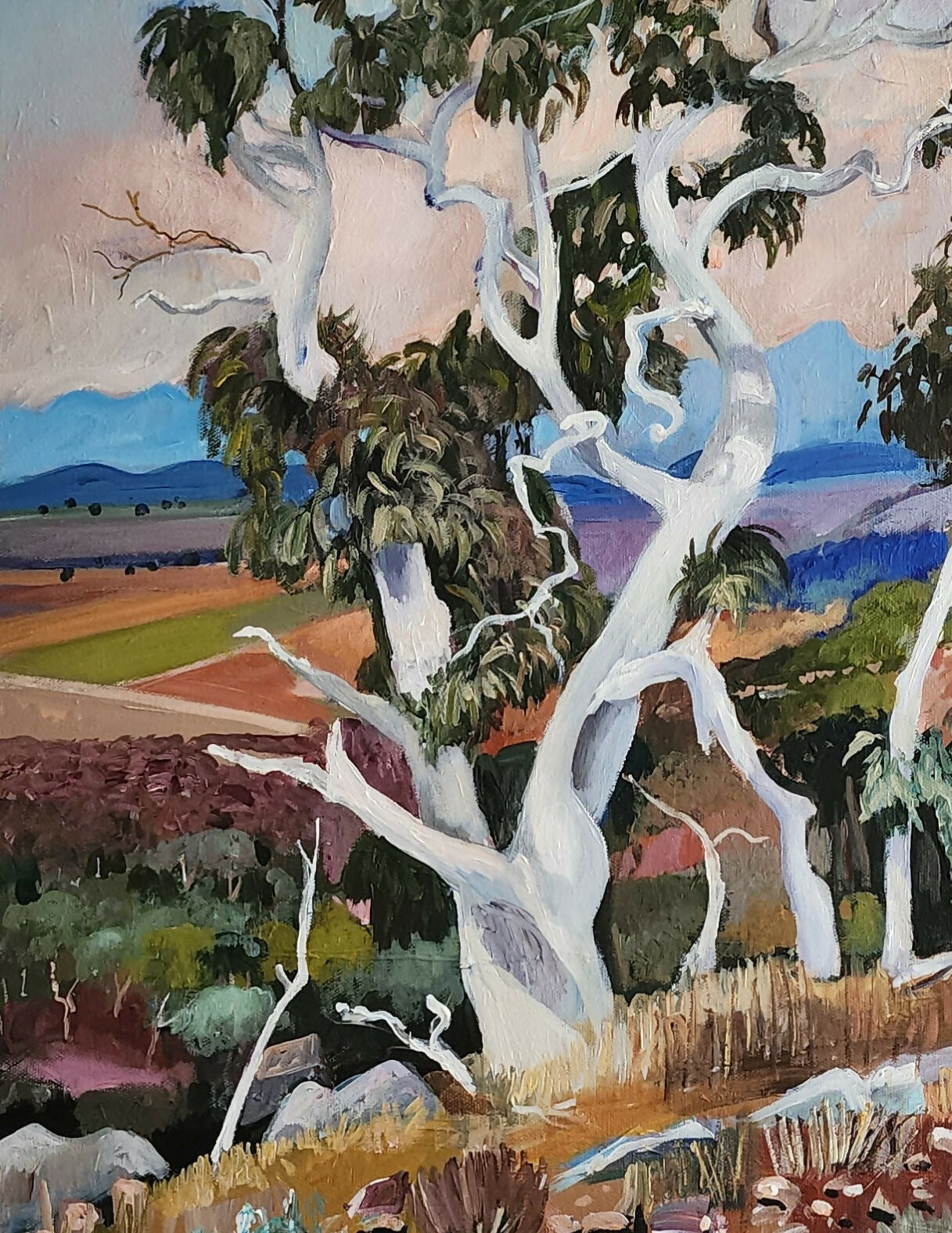 Twisted Gum Tree
