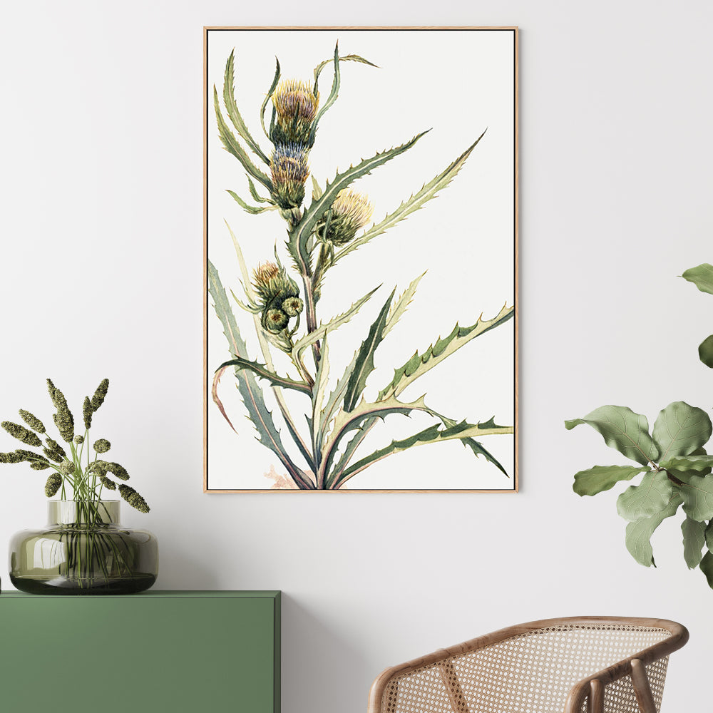 White Thistle