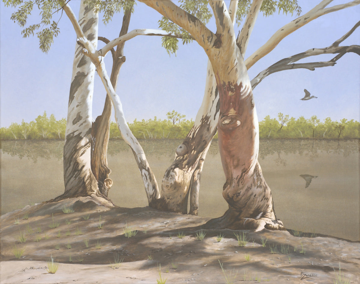 The Gums of Paroo River