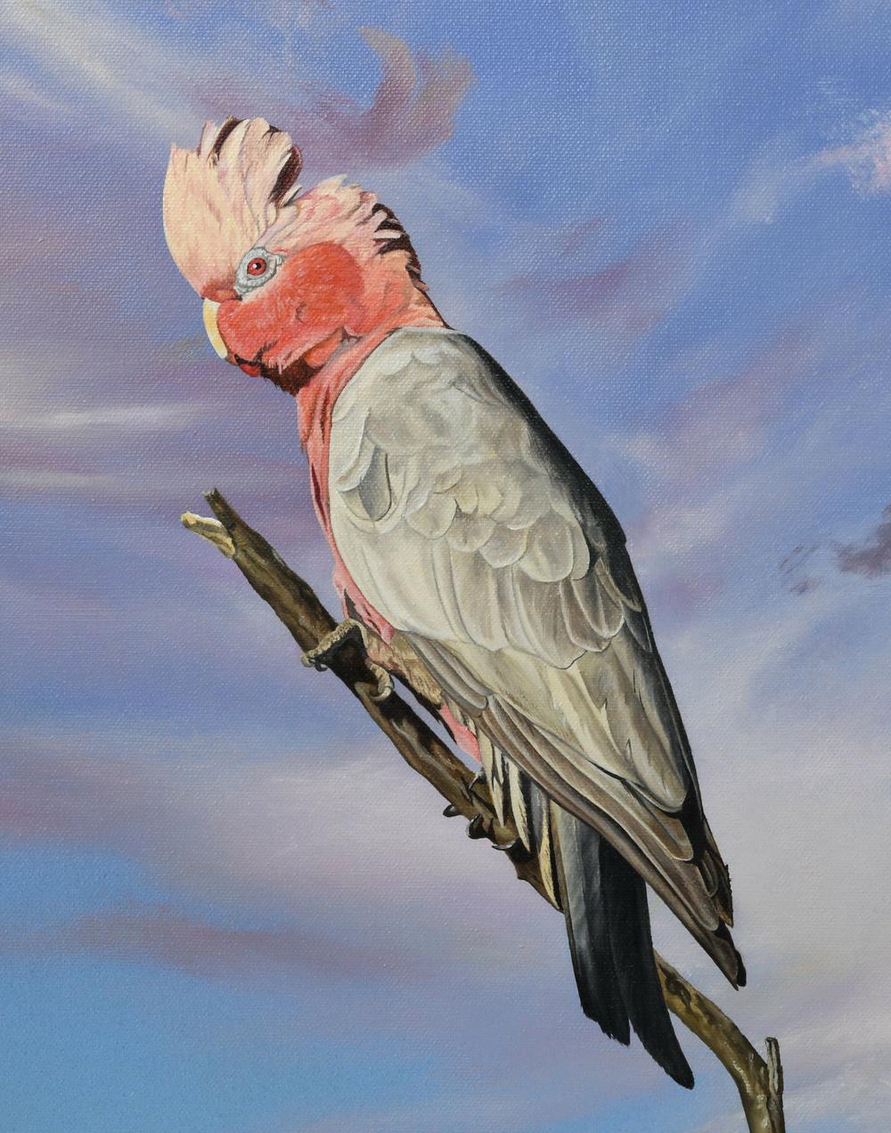 Up High in The Morning Light Galah-by-Dario Zanesco Original Art-original art-Gioia