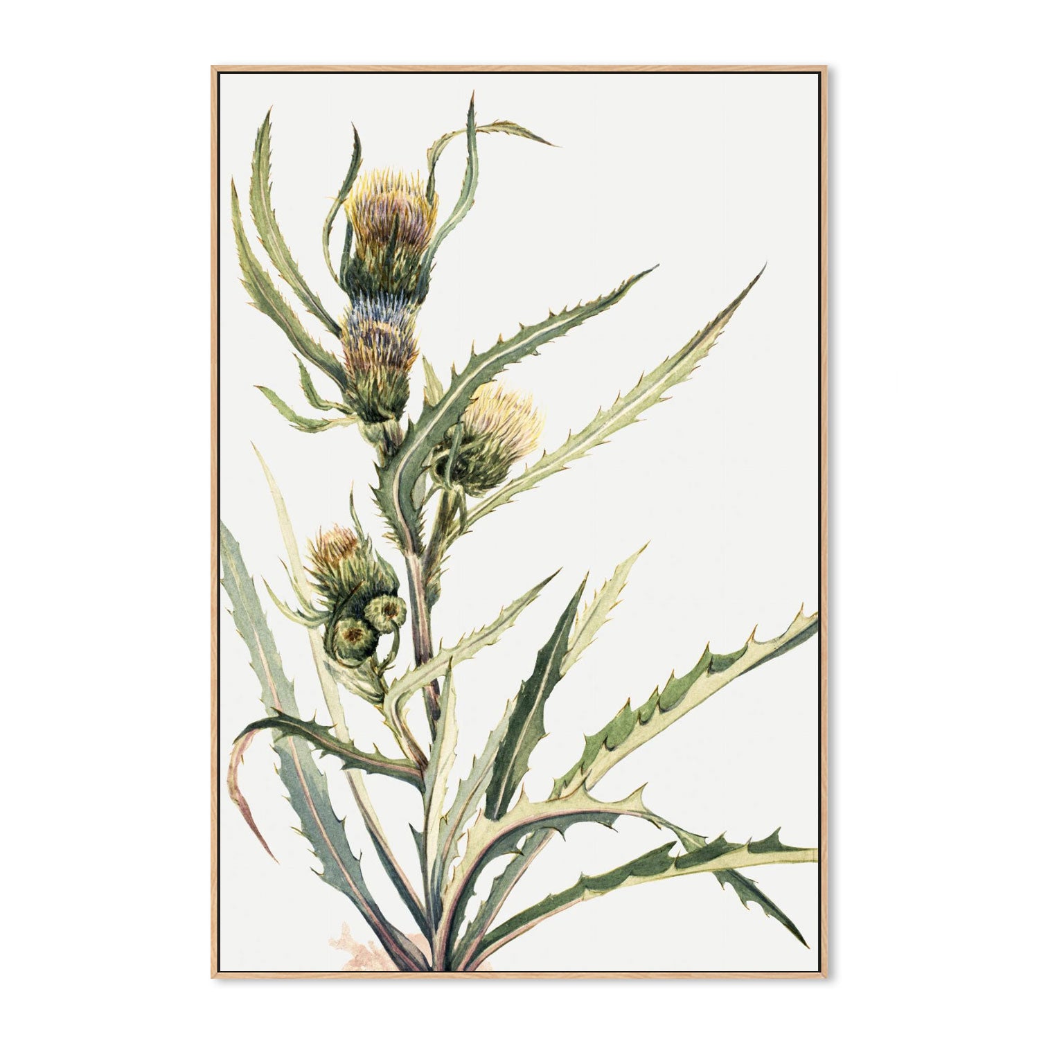 White Thistle