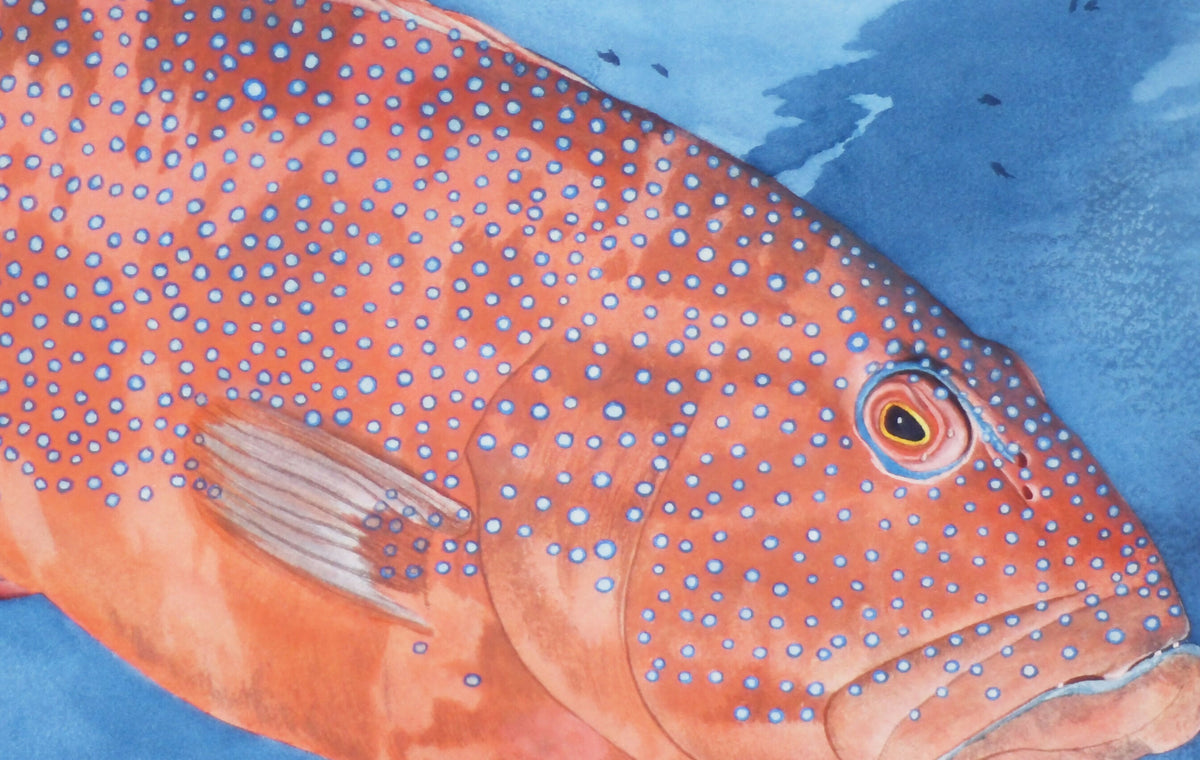 Coral Trout in the Deep Blue
