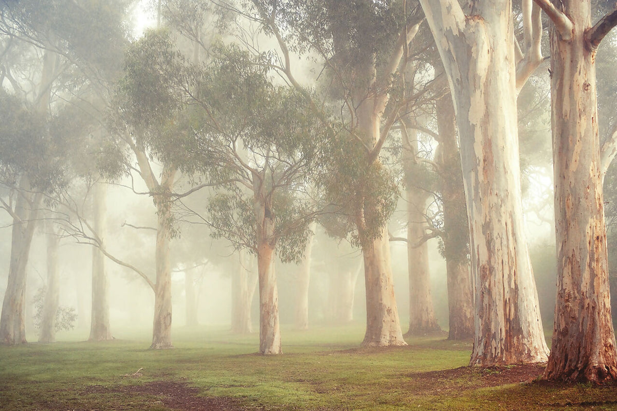 Gums at Pakapakanthi 3