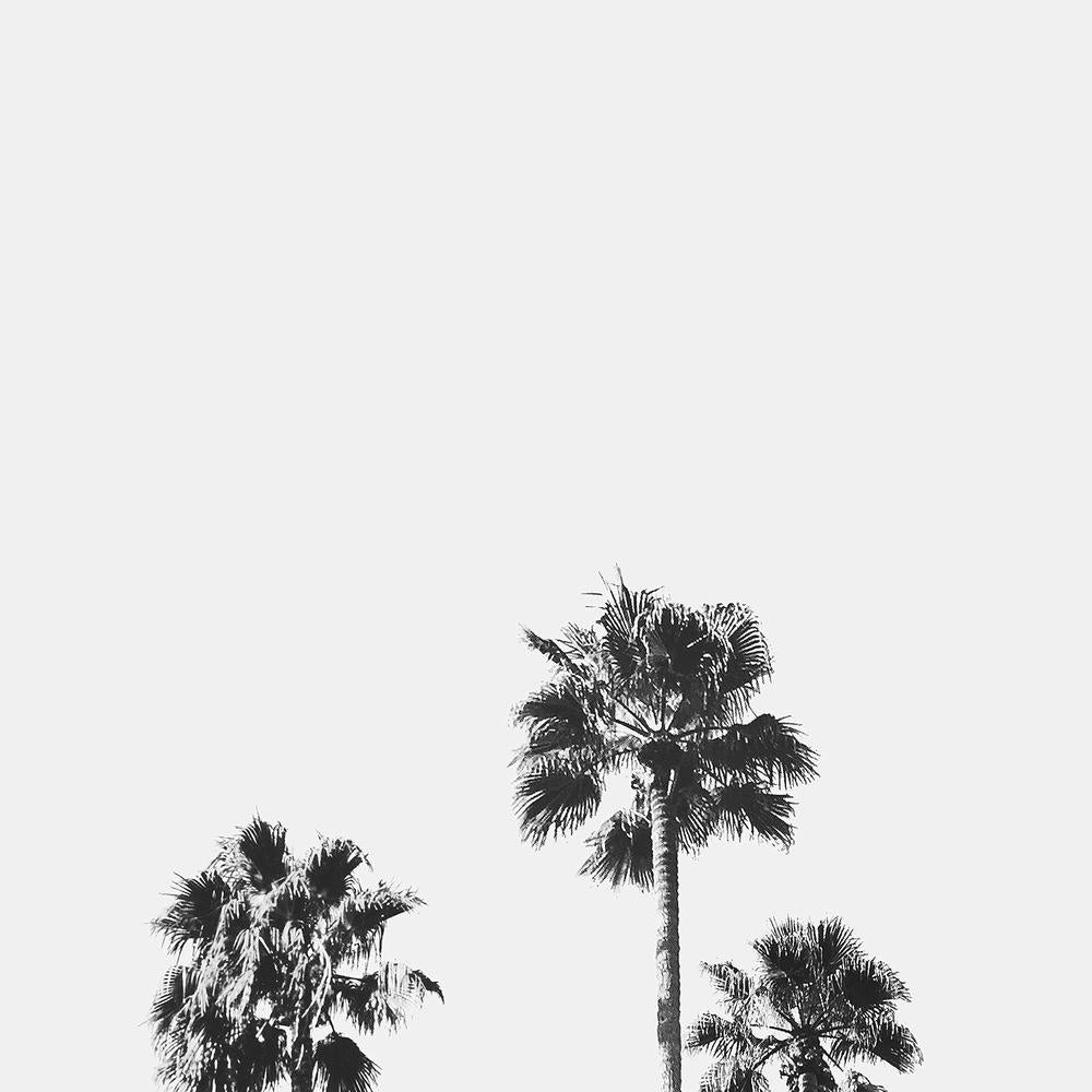 Black and White Palms, Style B-by-Gal Pittel-wall-art-print-canvas-poster-framed-Gioia