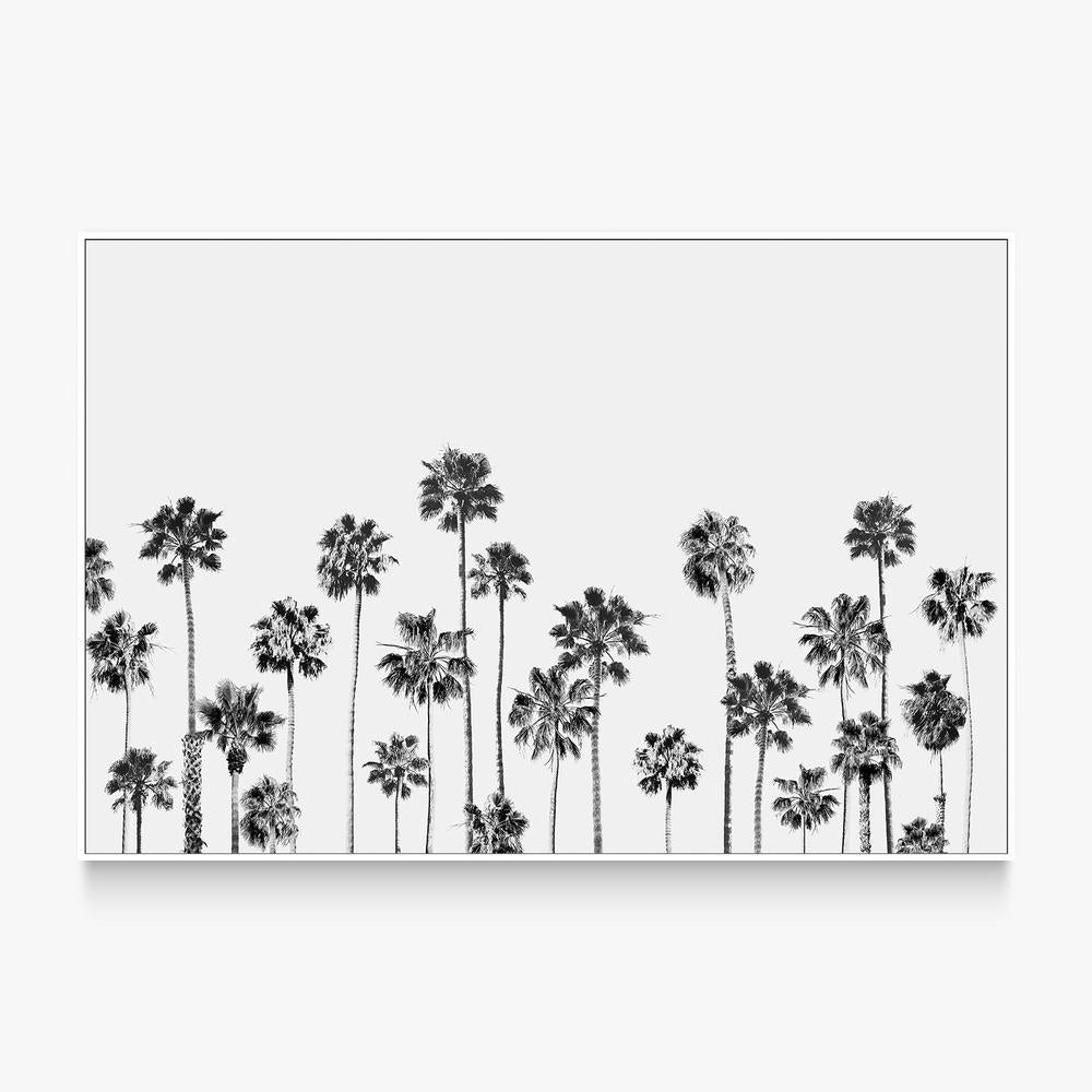Black and White Palms, Style B-by-Gal Pittel-wall-art-print-canvas-poster-framed-Gioia