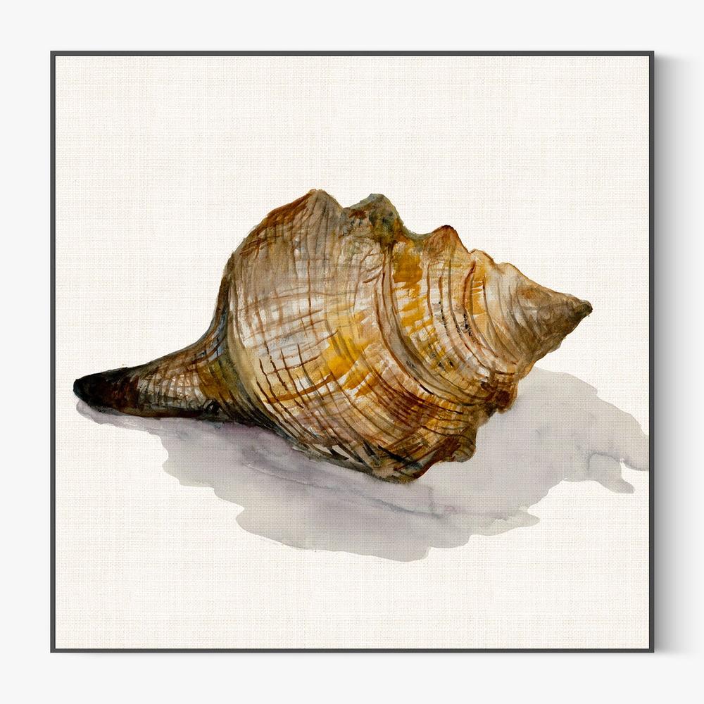 Conch Shell-by-Jacob Q-wall-art-print-canvas-poster-framed-Gioia
