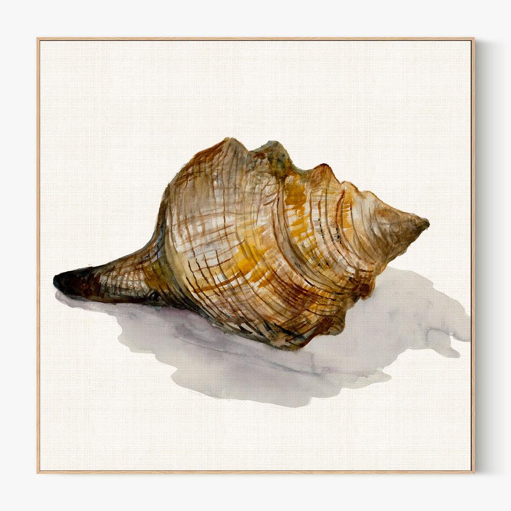 Conch Shell-by-Jacob Q-wall-art-print-canvas-poster-framed-Gioia