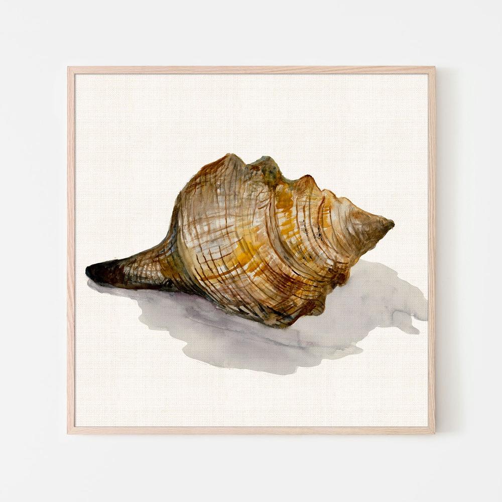 Conch Shell-by-Jacob Q-wall-art-print-canvas-poster-framed-Gioia