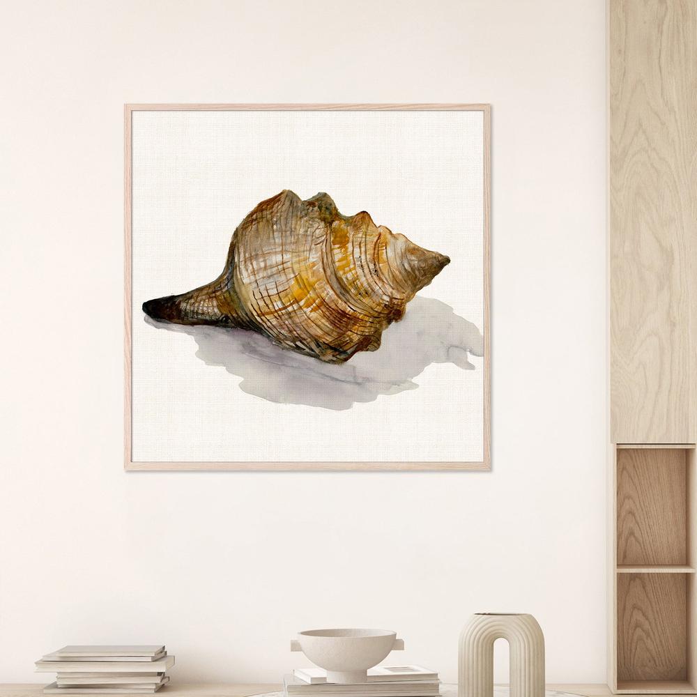Conch Shell-by-Jacob Q-wall-art-print-canvas-poster-framed-Gioia