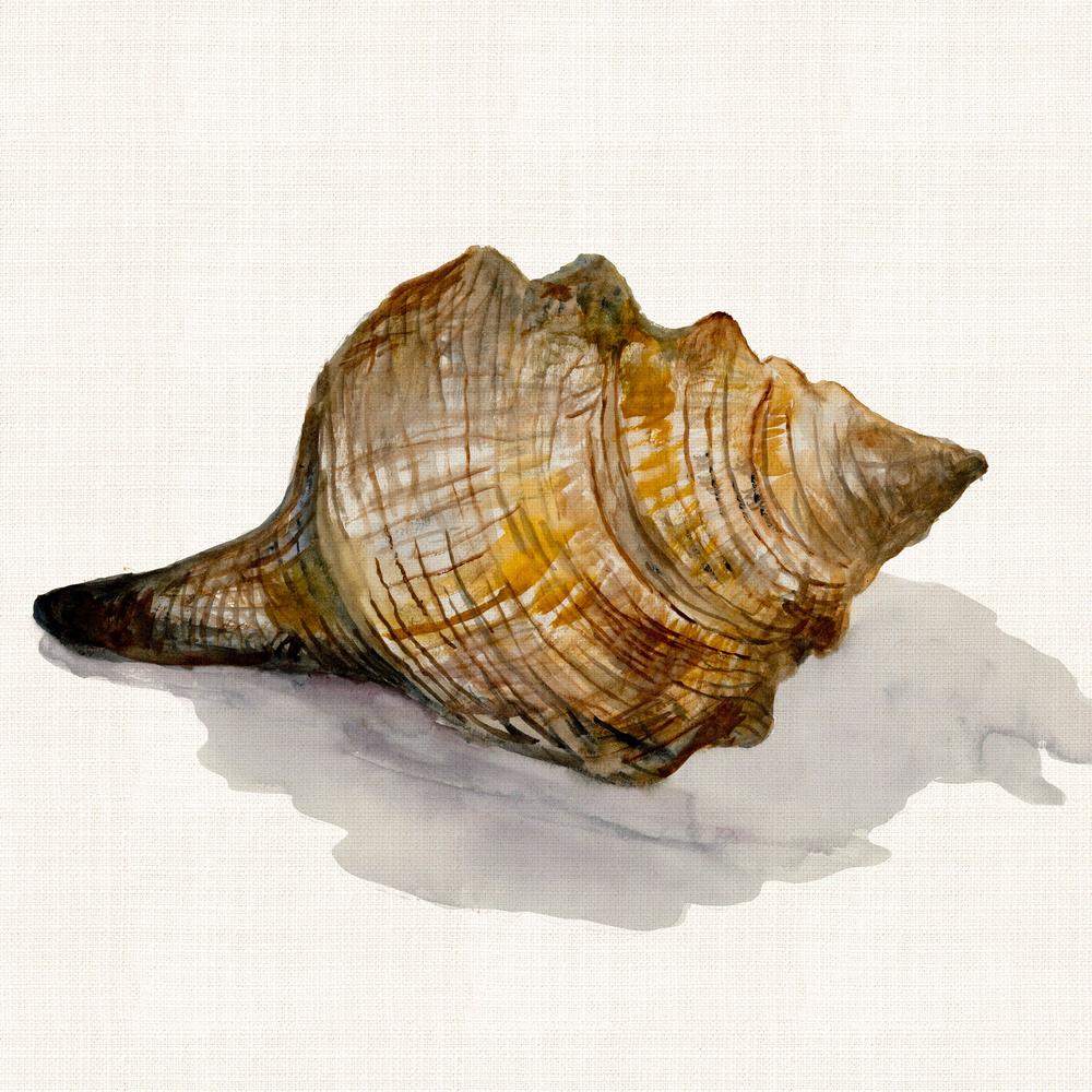 Conch Shell-by-Jacob Q-wall-art-print-canvas-poster-framed-Gioia