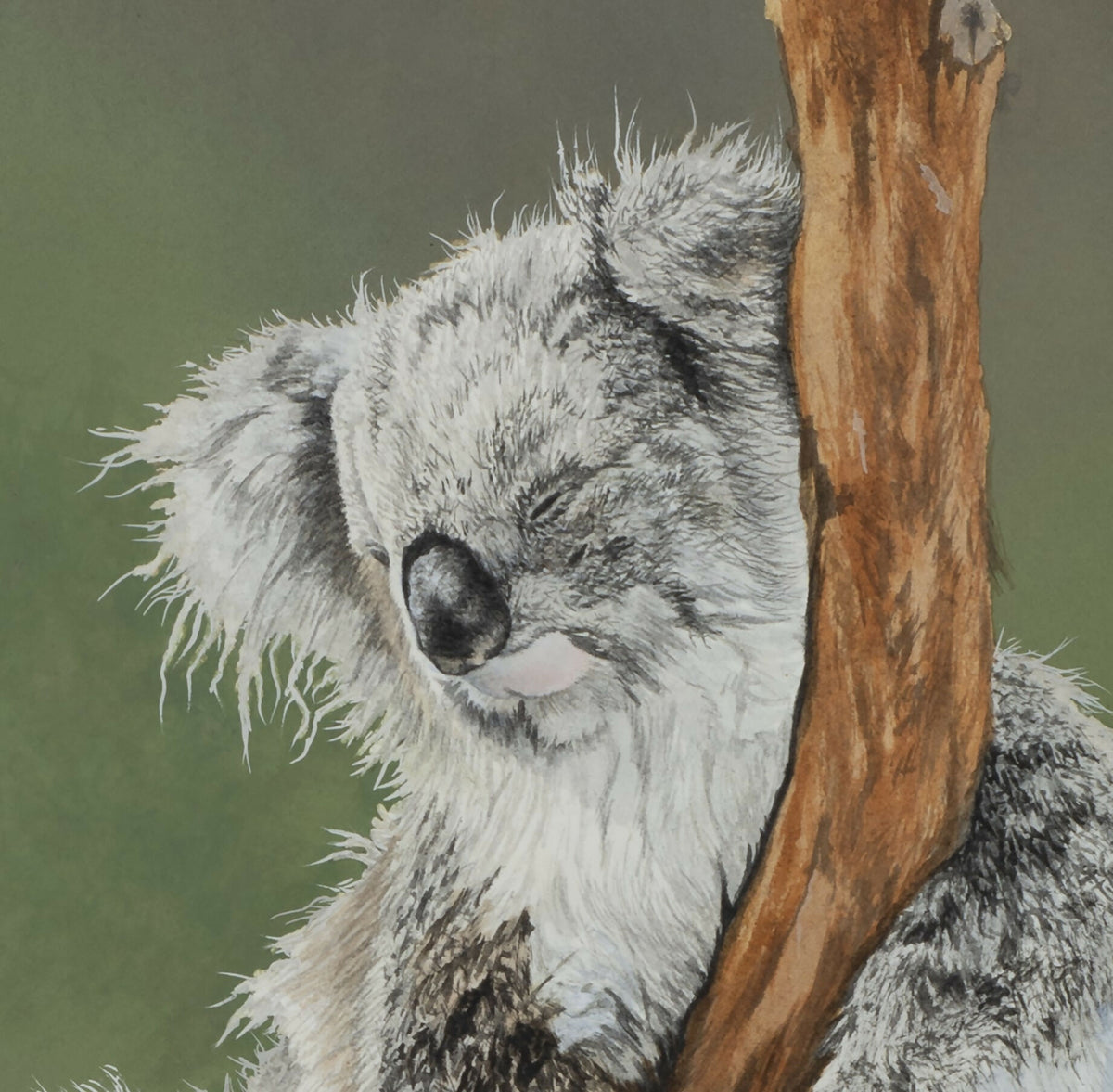 Sleepyhead - Koala