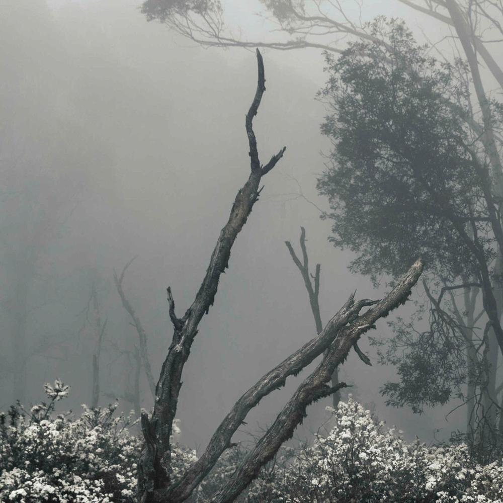 Fogscape-by-Andrew Paranavitana-wall-art-print-canvas-poster-framed-Gioia