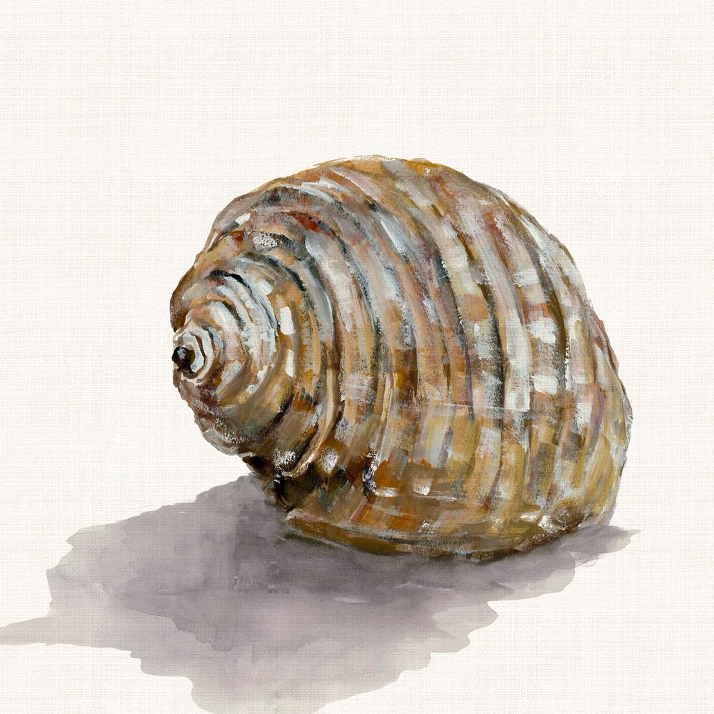 Golden Seashell-by-Jacob Q-wall-art-print-canvas-poster-framed-Gioia