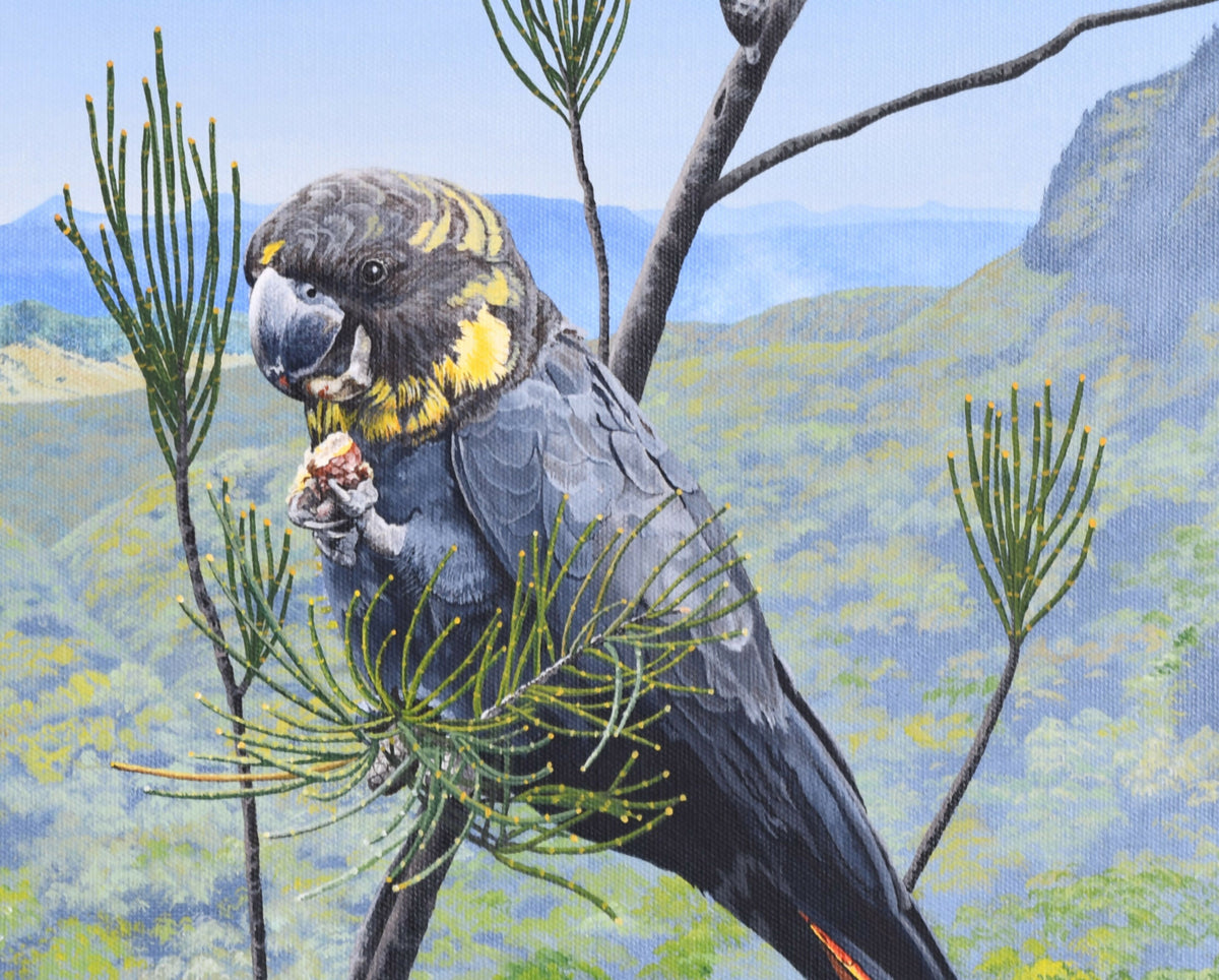 Enjoying a Meal Glossy Black Cockatoos