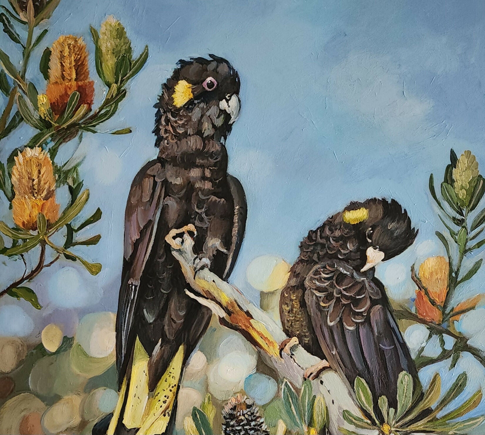 Black Cockatoos with Banksia