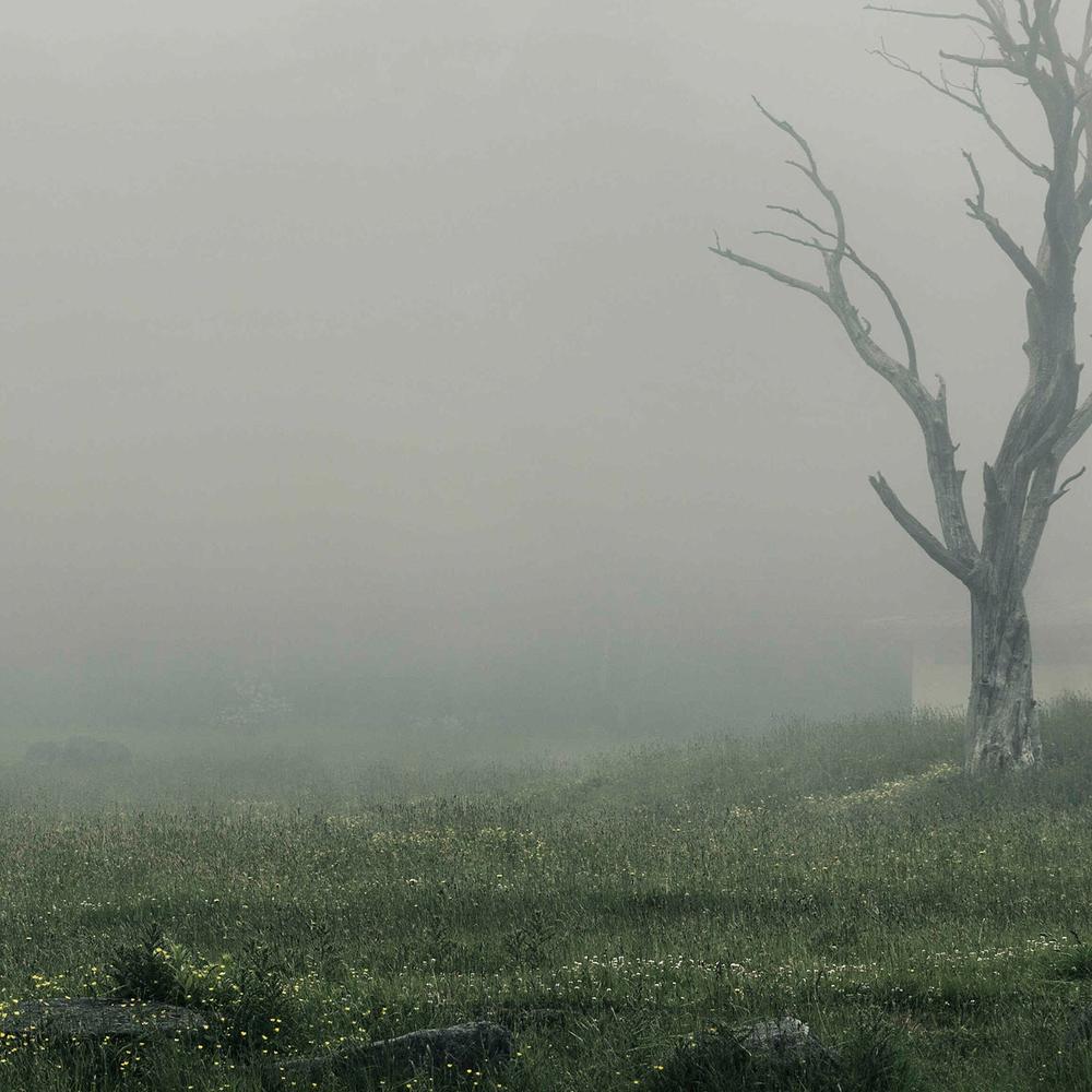 Lone Tree in a Foggy Landscape (Hollow)-by-Andrew Paranavitana-wall-art-print-canvas-poster-framed-Gioia
