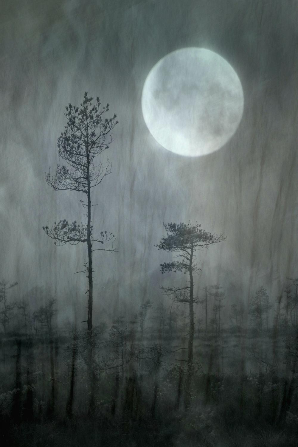 Misty Moon Forest-by-Christina Sillen-wall-art-print-canvas-poster-framed-Gioia
