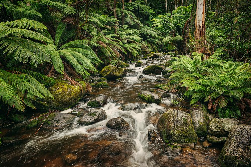 Noojee River-by-Andrew Paranavitana-wall-art-print-canvas-poster-framed-Gioia