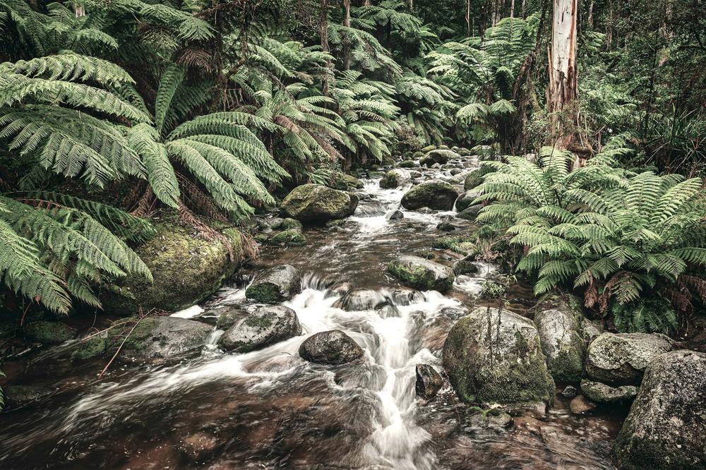 Noojee River, Style B-by-Andrew Paranavitana-wall-art-print-canvas-poster-framed-Gioia