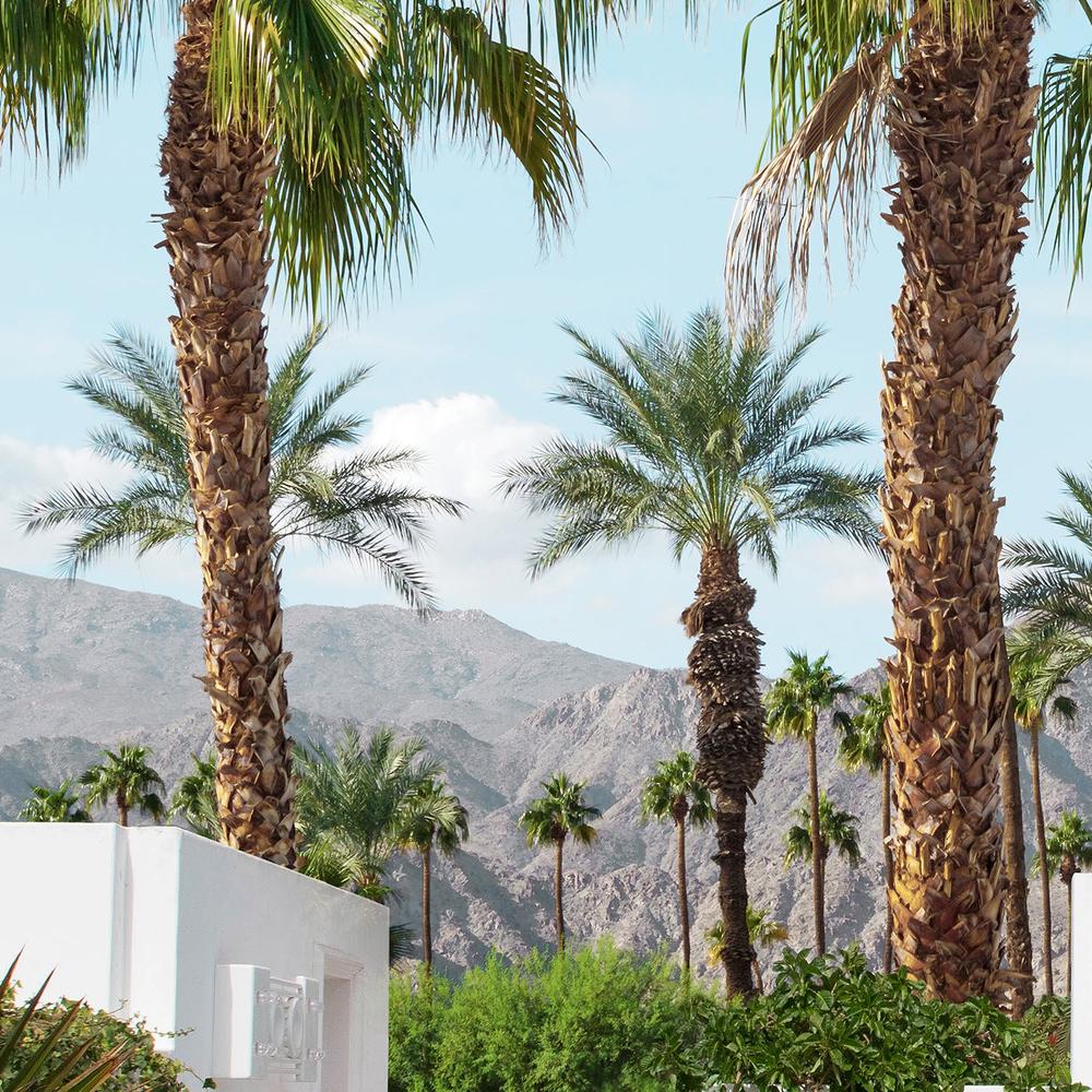 Palm Springs Mood-by-Gal Pittel-wall-art-print-canvas-poster-framed-Gioia