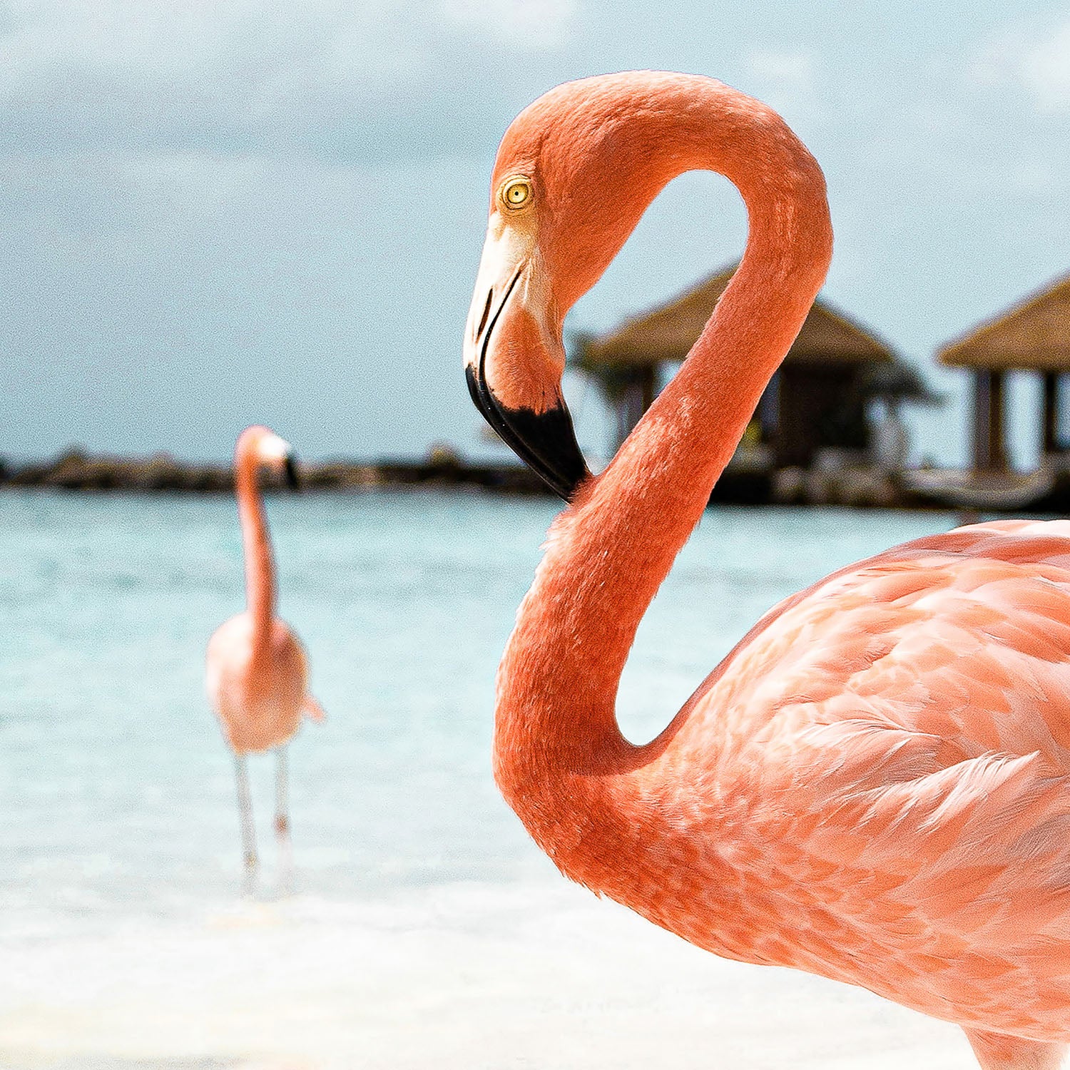 Pink Flamingo Beach-by-Henrike Schenk-wall-art-print-canvas-poster-framed-Gioia