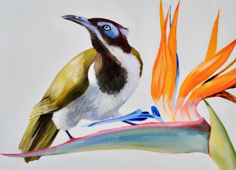 Blue Faced Honey Eater