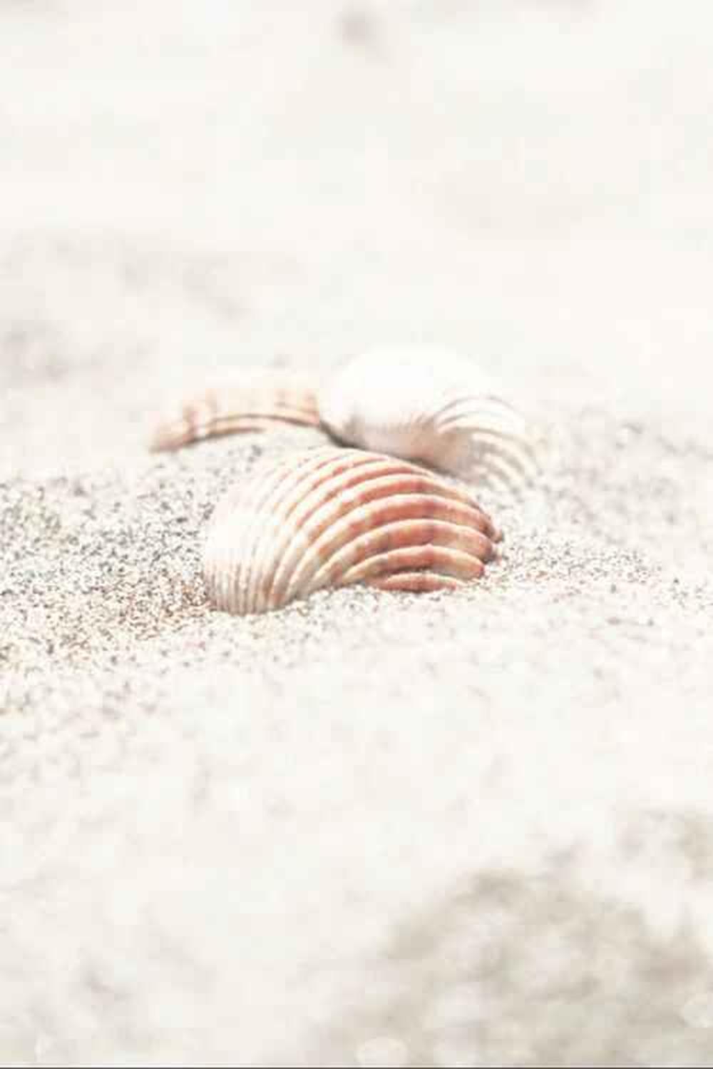 Shells & Shells By The Beach, Set Of 2-by-Plus X Studio-wall-art-print-canvas-poster-framed-Gioia